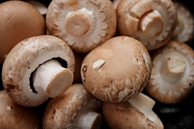 La commune renoue avec la culture du champignon