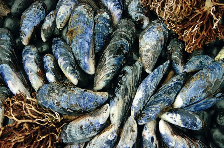 Mytilimer. Une unité de valorisation de moules et de coquillages sous taille pour fin 2023