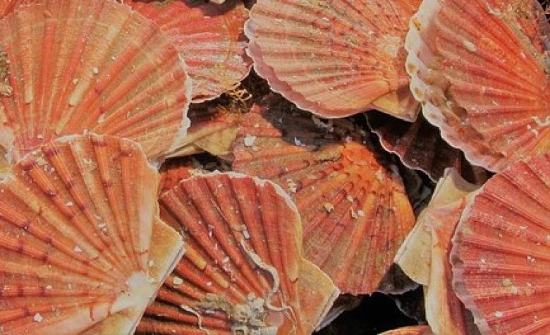 Celtarmor. Une extension pour le spécialiste de la noix de coquille Saint-Jacques